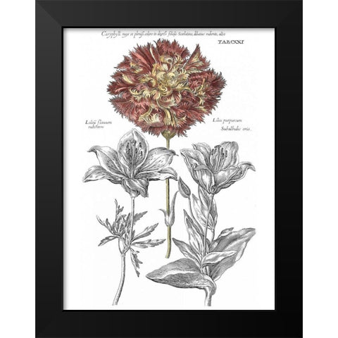 Tinted Floral IV Black Modern Wood Framed Art Print by Besler, Basilius