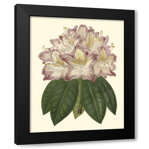 Pastel Blooms I Black Modern Wood Framed Art Print by Unknown
