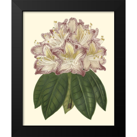 Pastel Blooms I Black Modern Wood Framed Art Print by Unknown
