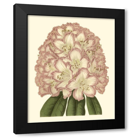 Pastel Blooms II Black Modern Wood Framed Art Print with Double Matting by Unknown