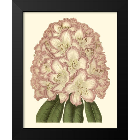 Pastel Blooms II Black Modern Wood Framed Art Print by Unknown