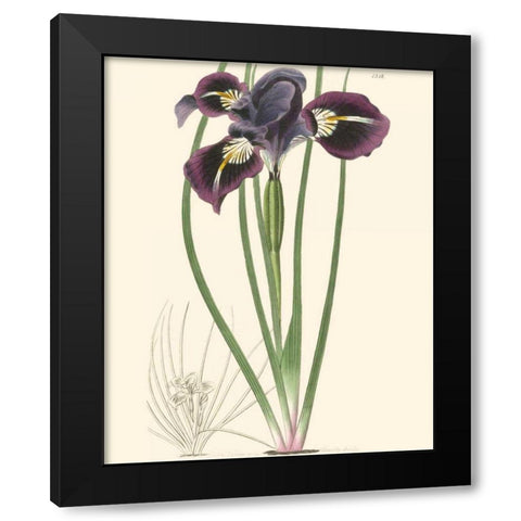 Elegant Iris II Black Modern Wood Framed Art Print by Curtis