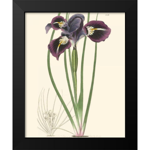 Elegant Iris II Black Modern Wood Framed Art Print by Curtis