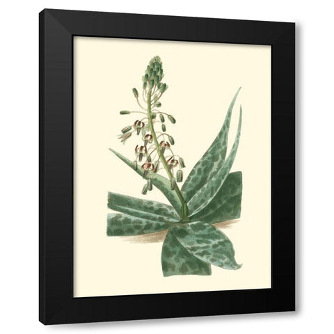 Tropical Fancy I Black Modern Wood Framed Art Print by Edmonston-Douglas