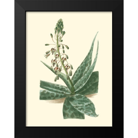 Tropical Fancy I Black Modern Wood Framed Art Print by Edmonston-Douglas