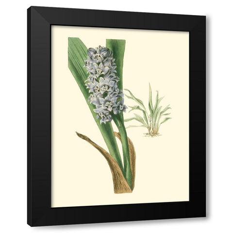 Tropical Fancy III Black Modern Wood Framed Art Print by Edmonston-Douglas