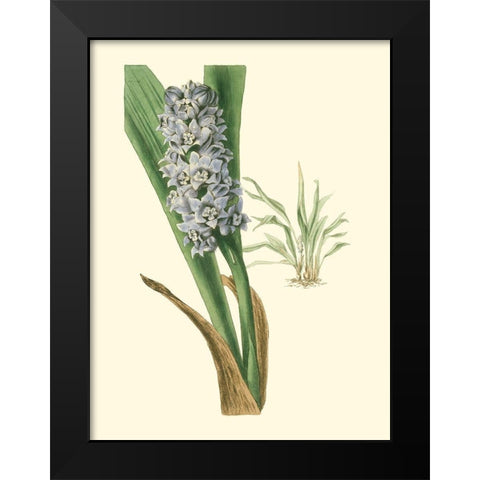 Tropical Fancy III Black Modern Wood Framed Art Print by Edmonston-Douglas