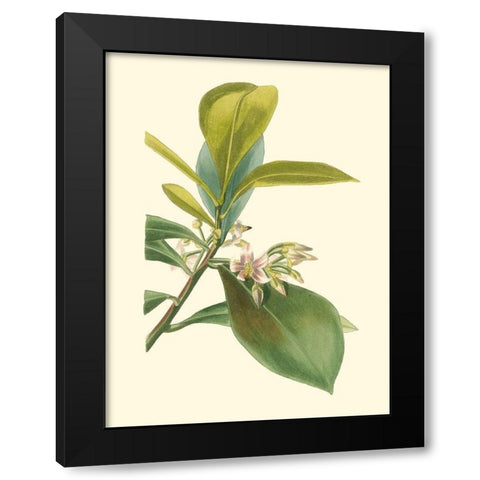 Tropical Fancy IV Black Modern Wood Framed Art Print by Edmonston-Douglas