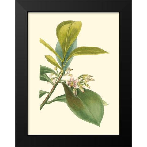 Tropical Fancy IV Black Modern Wood Framed Art Print by Edmonston-Douglas