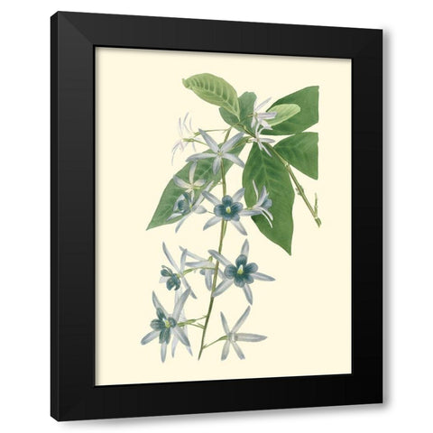 Tropical Fancy V Black Modern Wood Framed Art Print by Edmonston-Douglas