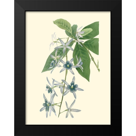 Tropical Fancy V Black Modern Wood Framed Art Print by Edmonston-Douglas