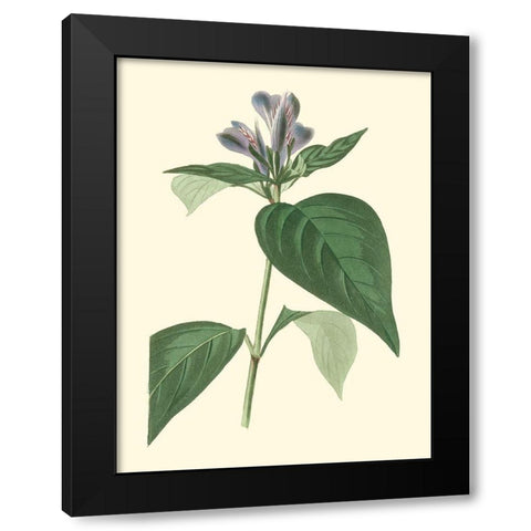 Tropical Fancy VI Black Modern Wood Framed Art Print with Double Matting by Edmonston-Douglas