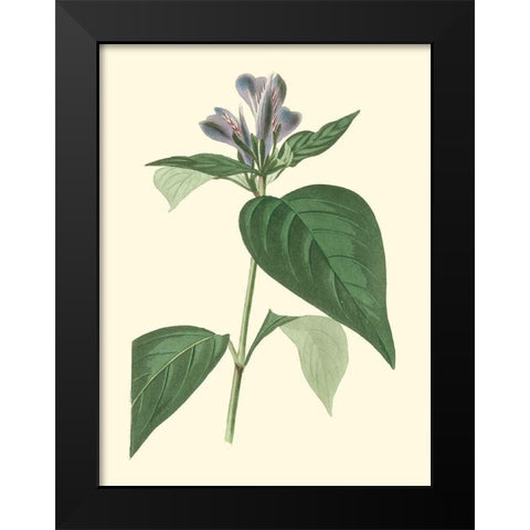 Tropical Fancy VI Black Modern Wood Framed Art Print by Edmonston-Douglas