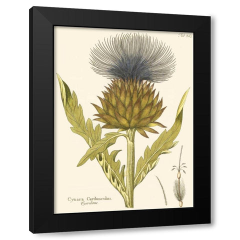 Cardon, Pl. 461 Black Modern Wood Framed Art Print by Unknown