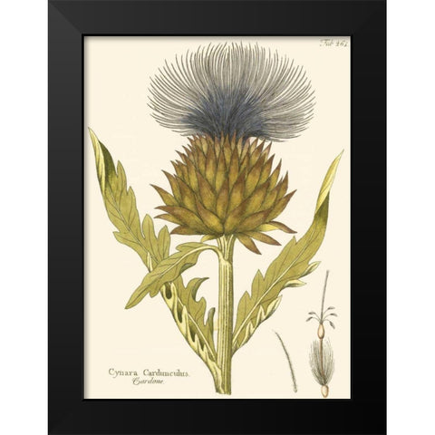 Cardon, Pl. 461 Black Modern Wood Framed Art Print by Unknown