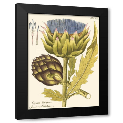 Artichoke, Pl. 462 Black Modern Wood Framed Art Print by Unknown