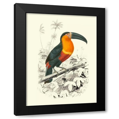 Birds of Costa Rica I Black Modern Wood Framed Art Print by DOrbigny, M.Charles
