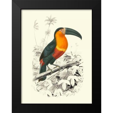 Birds of Costa Rica I Black Modern Wood Framed Art Print by DOrbigny, M.Charles