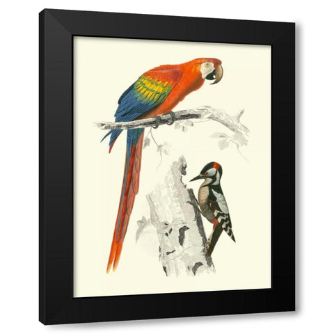 Birds of Costa Rica III Black Modern Wood Framed Art Print by DOrbigny, M.Charles