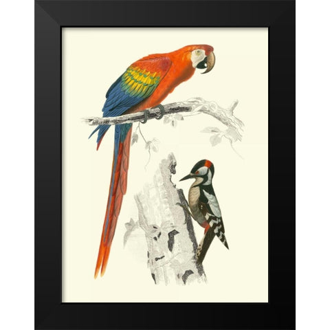Birds of Costa Rica III Black Modern Wood Framed Art Print by DOrbigny, M.Charles