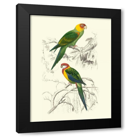 Birds of Costa Rica IV Black Modern Wood Framed Art Print with Double Matting by DOrbigny, M.Charles