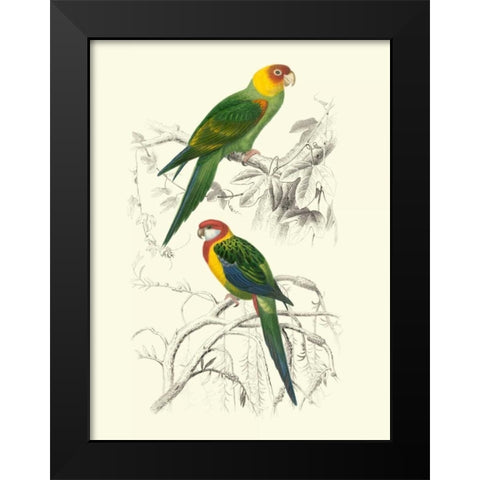 Birds of Costa Rica IV Black Modern Wood Framed Art Print by DOrbigny, M.Charles