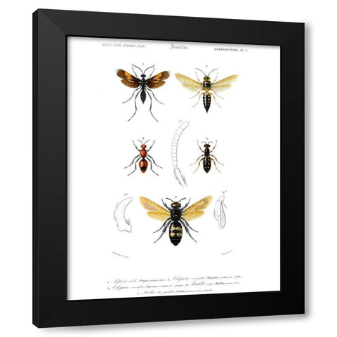 Antique Bees I Black Modern Wood Framed Art Print by Blanchard