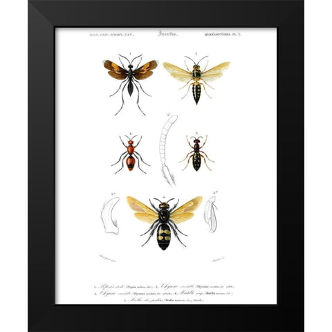 Antique Bees I Black Modern Wood Framed Art Print by Blanchard