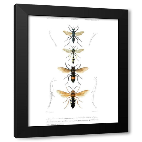 Antique Bees II Black Modern Wood Framed Art Print with Double Matting by Blanchard