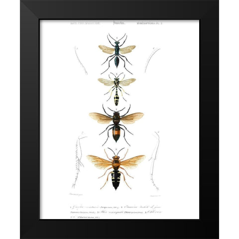 Antique Bees II Black Modern Wood Framed Art Print by Blanchard