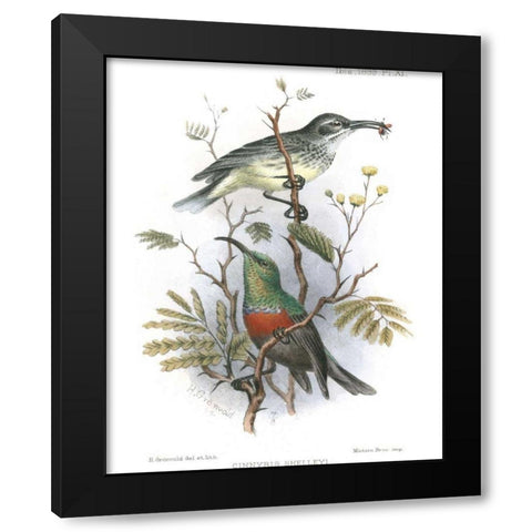 Birds in Nature I Black Modern Wood Framed Art Print with Double Matting by Keulemans, J.C.
