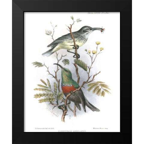 Birds in Nature I Black Modern Wood Framed Art Print by Keulemans, J.C.