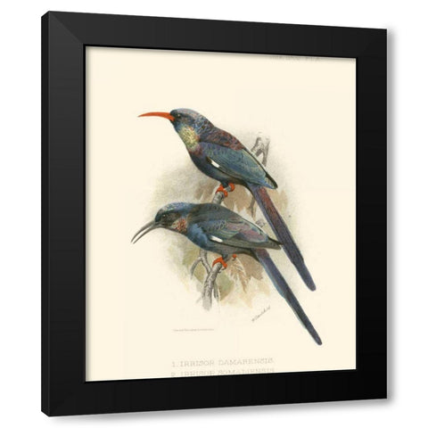 Birds in Nature III Black Modern Wood Framed Art Print with Double Matting by Keulemans, J.C.