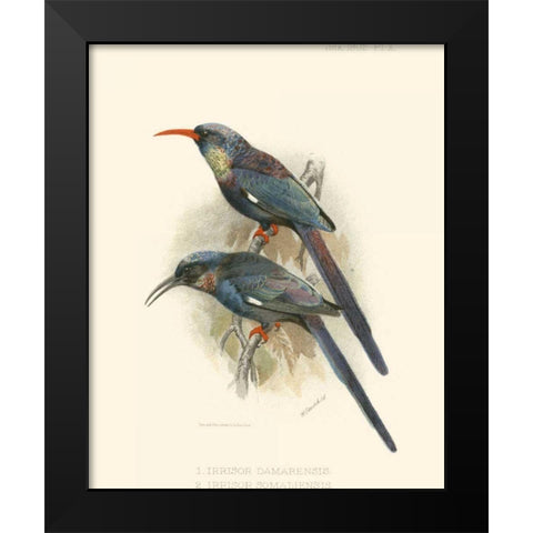 Birds in Nature III Black Modern Wood Framed Art Print by Keulemans, J.C.