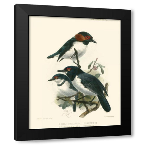 Birds in Nature IV Black Modern Wood Framed Art Print by Keulemans, J.C.