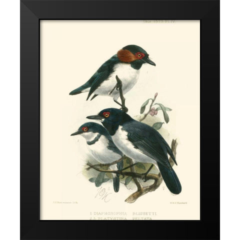 Birds in Nature IV Black Modern Wood Framed Art Print by Keulemans, J.C.