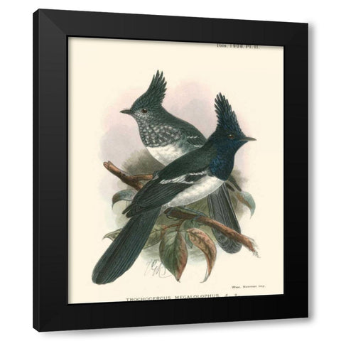 Birds in Nature V Black Modern Wood Framed Art Print with Double Matting by Keulemans, J.C.