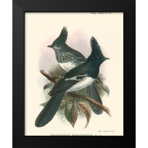 Birds in Nature V Black Modern Wood Framed Art Print by Keulemans, J.C.