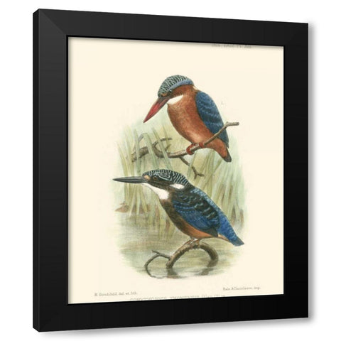 Birds in Nature VI Black Modern Wood Framed Art Print with Double Matting by Keulemans, J.C.