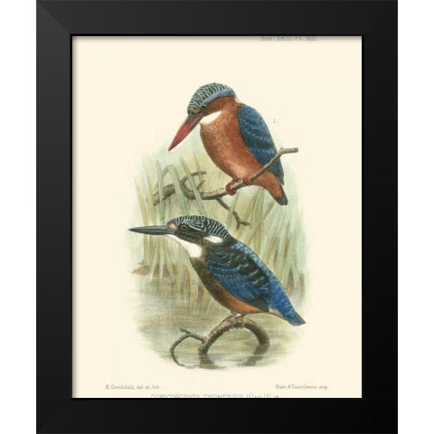 Birds in Nature VI Black Modern Wood Framed Art Print by Keulemans, J.C.