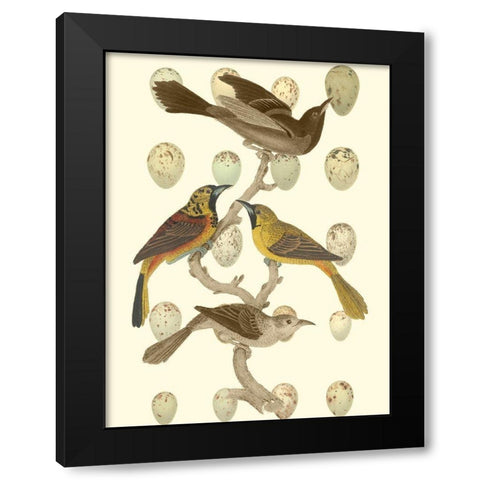 British Birds and Eggs II Black Modern Wood Framed Art Print with Double Matting by Vision Studio