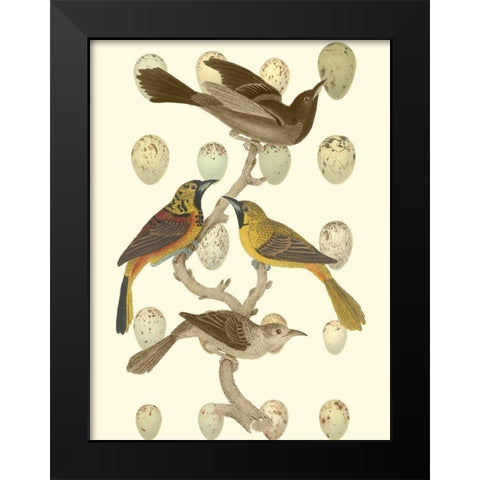British Birds and Eggs II Black Modern Wood Framed Art Print by Vision Studio