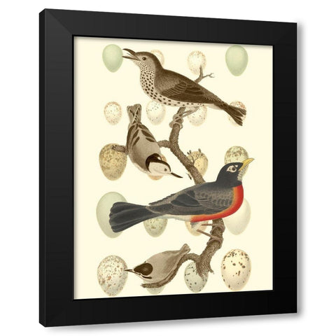 British Birds and Eggs III Black Modern Wood Framed Art Print with Double Matting by Vision Studio