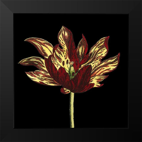 Natural Beauty on Black I Black Modern Wood Framed Art Print by Vision Studio