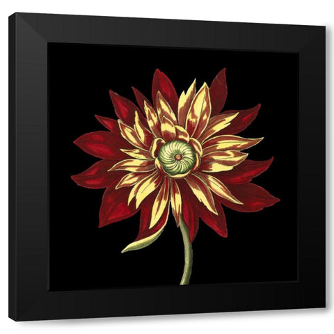 Natural Beauty on Black V Black Modern Wood Framed Art Print by Vision Studio