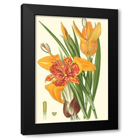 Striking Lilies I Black Modern Wood Framed Art Print by Step, Edward