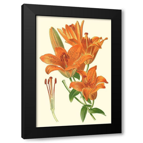 Striking Lilies II Black Modern Wood Framed Art Print by Step, Edward