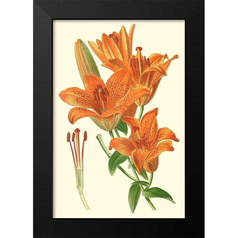Striking Lilies II Black Modern Wood Framed Art Print by Step, Edward