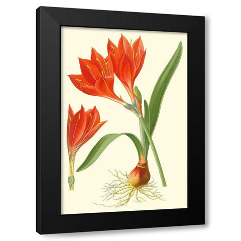 Striking Lilies IV Black Modern Wood Framed Art Print by Step, Edward