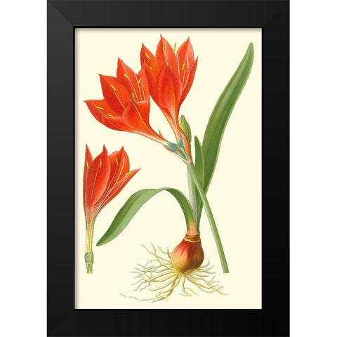 Striking Lilies IV Black Modern Wood Framed Art Print by Step, Edward